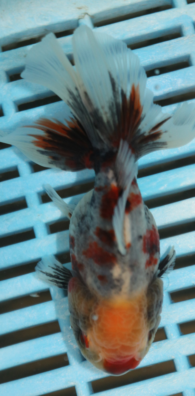High Quality Oranda 11-13cm (AM84)