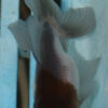 8-9cm High Quality Panda Oranda (AM263)