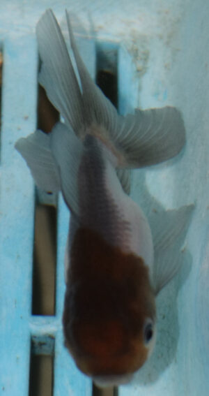 8-9cm High Quality Panda Oranda (AM263)