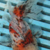 High Quality Oranda 9-11cm (AM55)   