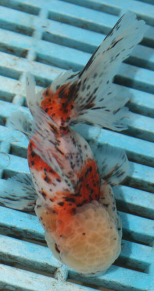 High Quality Oranda 9-11cm (AM55)   