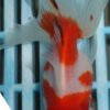 High Quality Oranda 11-13cm (AM85)