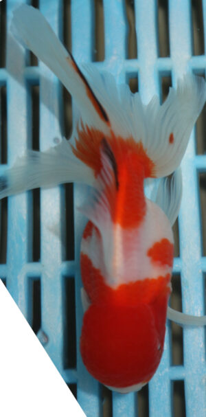 High Quality Oranda 11-13cm (AM85)