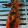 High Quality Ranchul 9-11cm (AM56)   