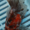 High Quality Oranda 11-13cm (AM86)