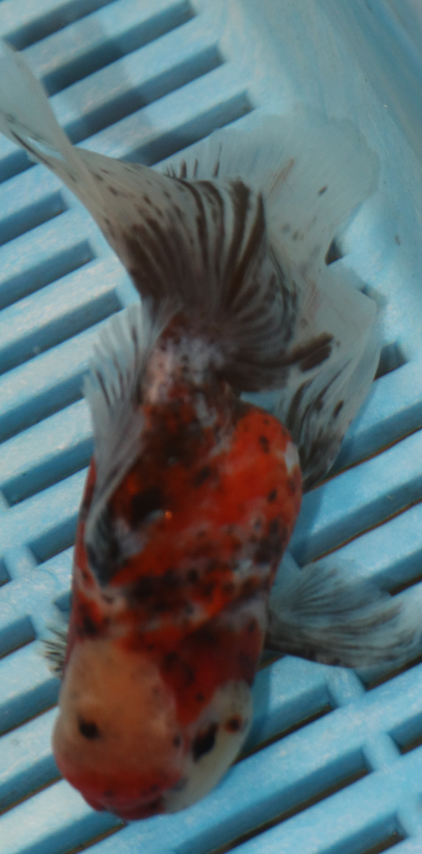 High Quality Oranda 11-13cm (AM86)