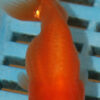 8-9cm High Quality Ranchu (AM265)