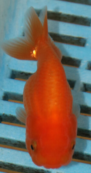 8-9cm High Quality Ranchu (AM265)