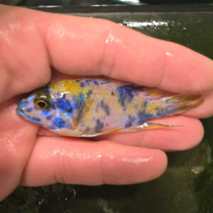 Photographed Peacock Cichlid 7-8cm (18)