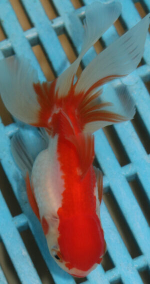 High Quality Oranda 9-11cm (AM57)  