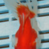High Quality Oranda 11-13cm (AM87)