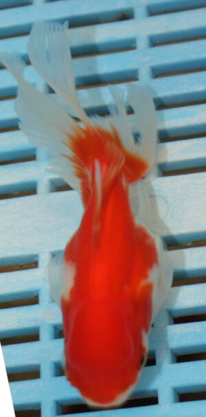 High Quality Oranda 11-13cm (AM87)