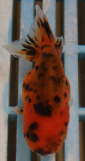 8-9cm High Quality Ranchu (AM18)