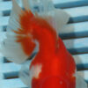 High Quality Oranda 11-13cm (AM88)