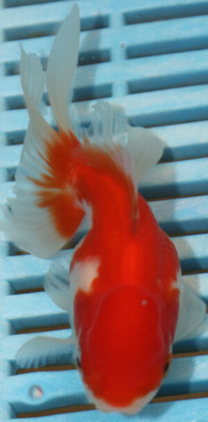 High Quality Oranda 11-13cm (AM88)