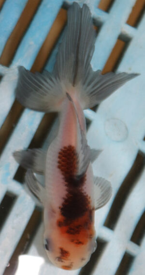 8-9cm High Quality Panda Oranda (AM267)