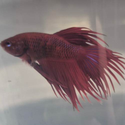 Photograhed Betta 2