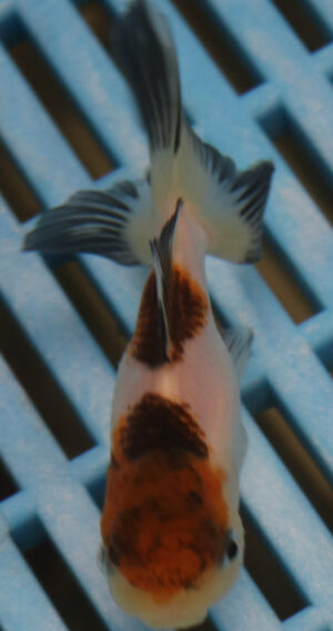 8-9cm High Quality Oranda (AM1)