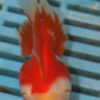 High Quality Oranda 9-11cm (AM41)  