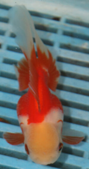High Quality Oranda 9-11cm (AM41)  