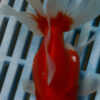 High Quality Oranda 11-13cm (AM71)