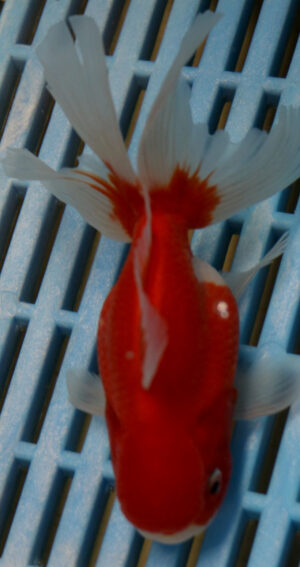 High Quality Oranda 11-13cm (AM71)