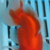 High Quality Oranda 13-15cm (AM99)