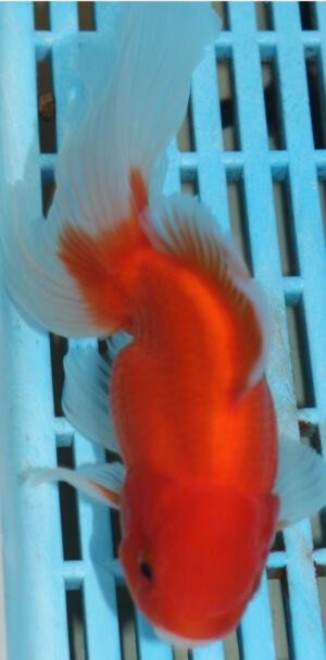 High Quality Oranda 13-15cm (AM99)
