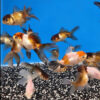 Assorted 7-9cm Panda Oranda x 10 ***SPECIAL OFFER*** 