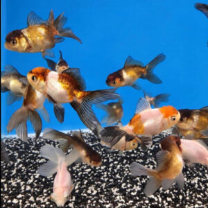 Assorted 7-9cm Panda Oranda 