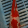 7-8" Photographed Sarasa (GS1)