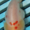 7-8cm High Quality Ranchu  (MK33)