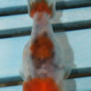 8-9cm High Quality Ranchu (AM131)