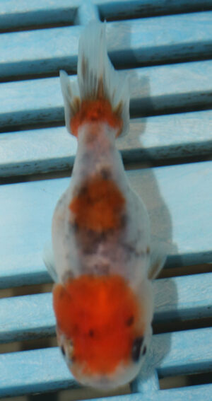 8-9cm High Quality Ranchu (AM131)