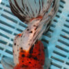 High Quality Oranda 15-18cm (AM200)