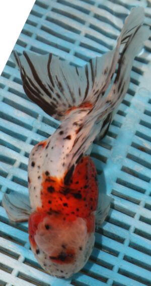 High Quality Oranda 15-18cm (AM200)