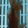 High Quality Oranda 13-15cm (AM211)