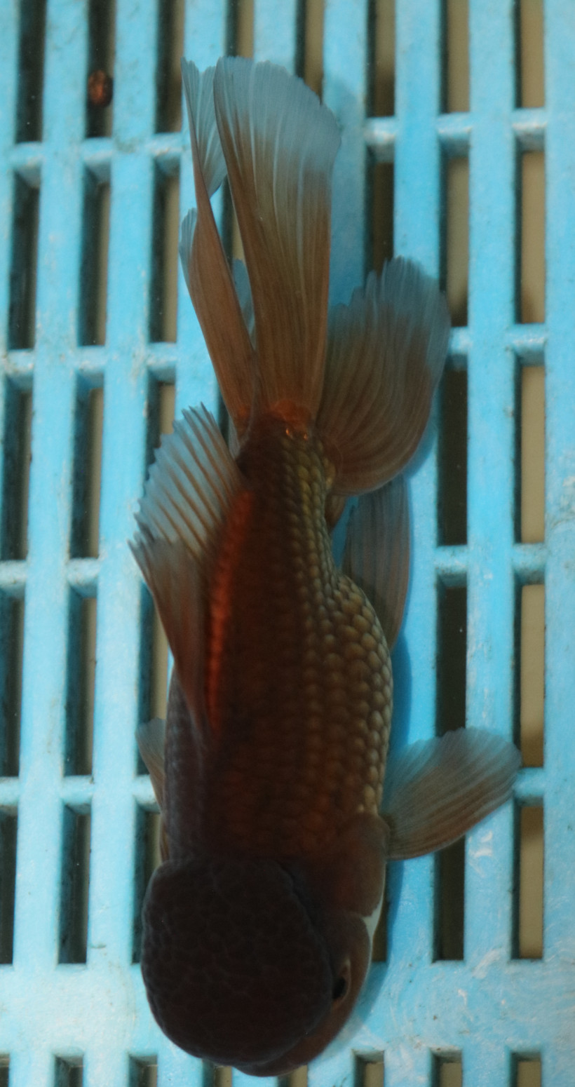 High Quality Oranda 13-15cm (AM211)