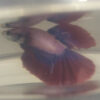 Photograhed Betta 1