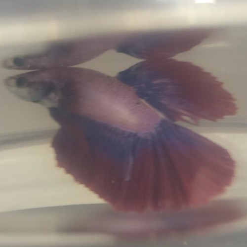 Photograhed Betta 1