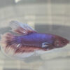 Photograhed Betta 3