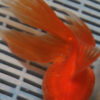 High Quality Oranda 15-18cm (VC13)