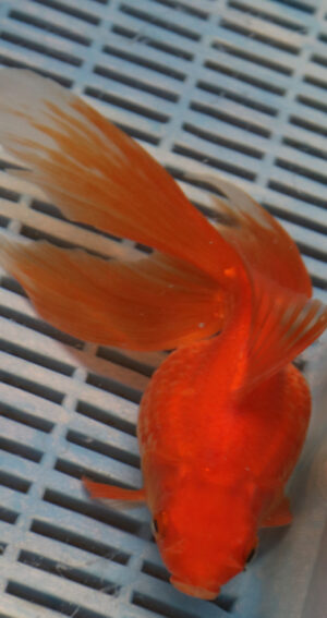 High Quality Oranda 15-18cm (VC13)