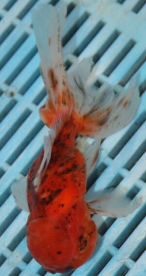 High Quality Oranda 11-13cm (VC14)