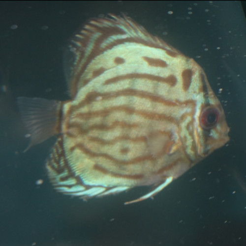 Turquoise Discus 5/6cm