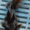 High Quality Oranda 11-13cm (AM89)