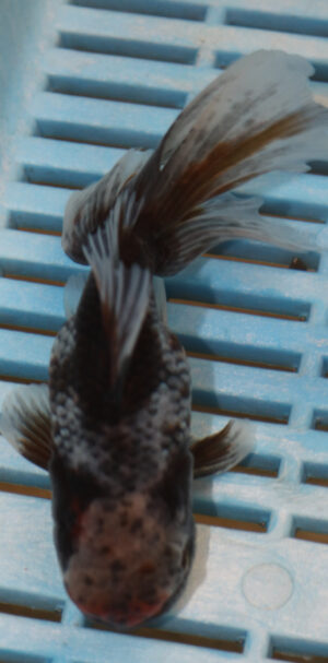 High Quality Oranda 11-13cm (AM89)
