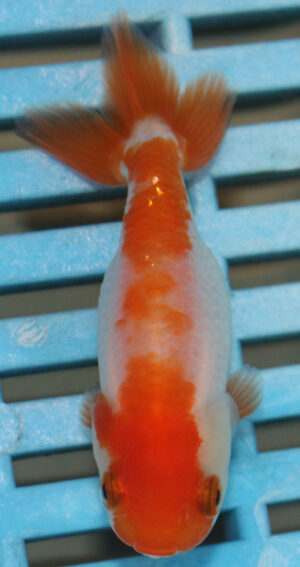 8-9cm High Quality Ranchu (AM20)