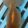 8-9cm High Quality Ranchu (AM269)