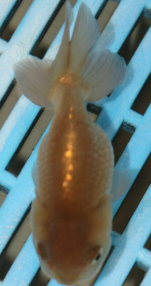 8-9cm High Quality Ranchu (AM269)